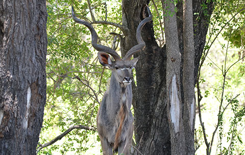 Kruger National Park Kudu